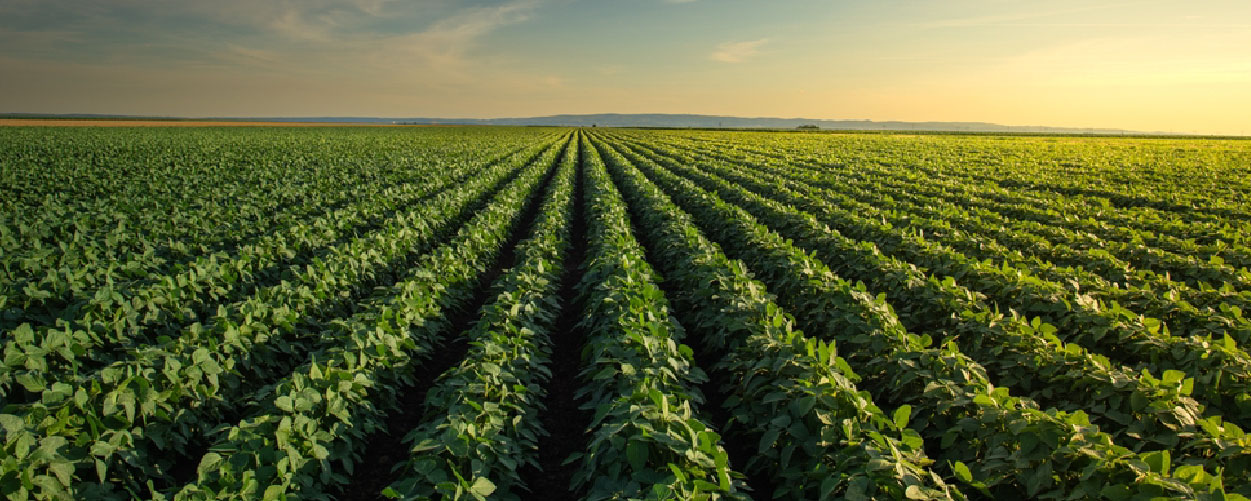 Agriculture
